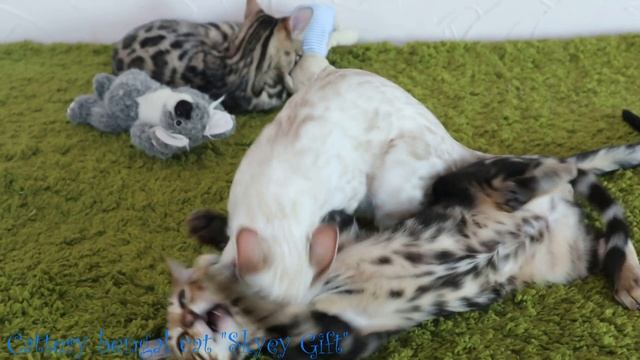 Бенгалы , питомник бенгальской кошки 