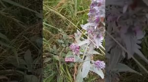 ЛЕКАРСТВЕННЫЕ РАСТЕНИЯ ГОРОДА "КУСАРЫ"!🌿