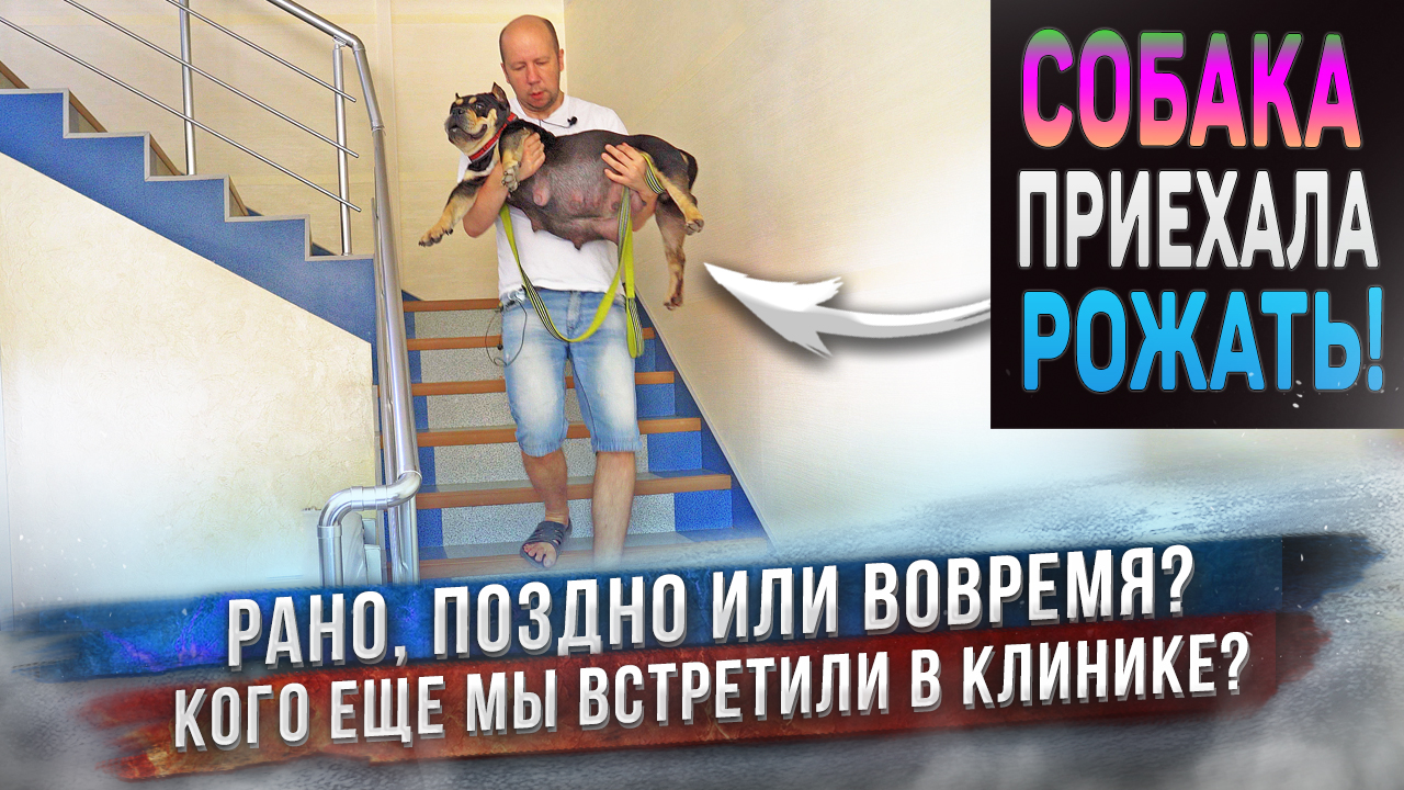 Собаке пора рожать! Едем в ветеринарную клинику! ? Сейчас всё узнаем! смотреть онлайн
