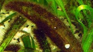 ЧЁРНАЯ БОРОДА В АКВАРИУМЕ.  ПРИЧИНЫ ПОЯВЛЕНИЯ И МЕТОДЫ БОРЬБЫ С НЕЙ