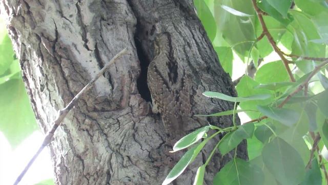 Вертишейка кормит взрослых птенцов, Wryneck feeding chicks смотреть онлайн