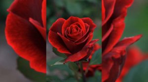 Розы слезы он не придёт speed up