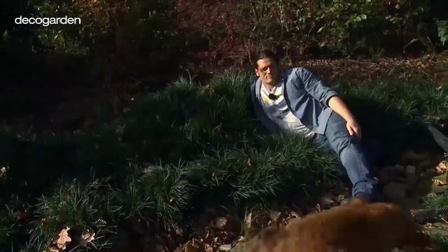 Ophiopogon japonicus y Bergenia, dos plantas cubresuelos - Decogarden смотреть онлайн