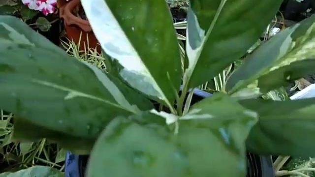 เดหลีด่างพระเอกของเรื่องเช้านี้ครับท่านผู้ชม смотреть онлайн