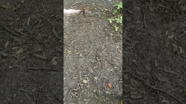 Белочки ?️?️?️ в Нескучном саду ???? (Парк Горького / культуры, Москва) прячут орешки) | Видео # 45 смотреть онлайн