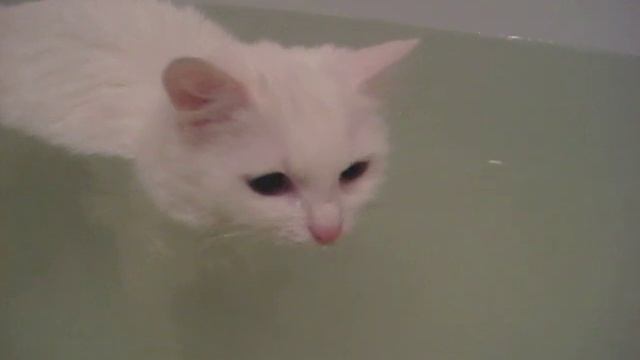 Водоплавающая кошка смотреть онлайн