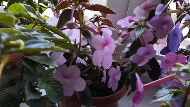 Ахименесы 2019 смотреть онлайн