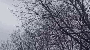 6 марта народный праздник Тимофей Весновей. Народные приметы и традиции. Запреты дня.Приметы погоды