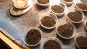 Бизнес. Фасовка червя (Дендробены ) в баночки.