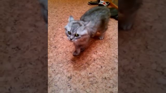 Вредный кот смотреть онлайн