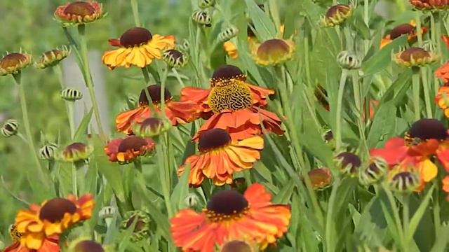 Helenium Sahin's Early Flowerer