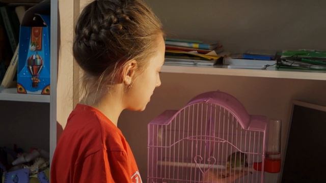 Как приручить волнистого попугая к рукам? Советы от Милены!!! смотреть онлайн