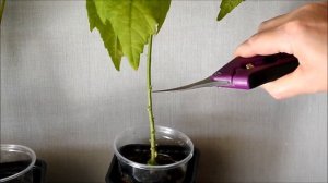 Абутилон – уход. Обрезка абутилона