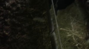 (180) романовский ягнята и гибрид Гиссара