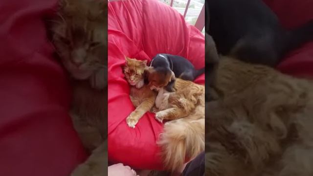 бигль щенки ❤❤❤ смотреть онлайн