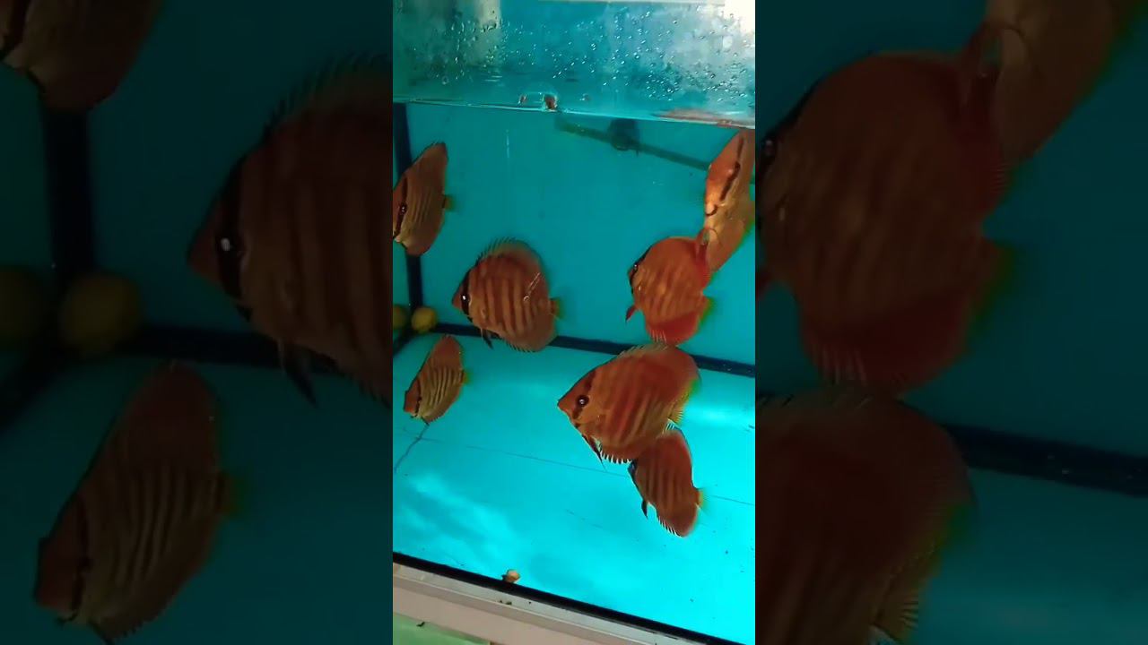 Красно-коричневый Дискус #дискусы #discus #shorts смотреть онлайн