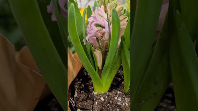 8 января а у нас цветущие тюльпаны, нарцисы, и гиацинты! Просто сказка про 12 Месяцев 🙂 #plants смотреть онлайн