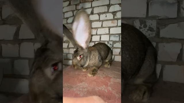 Кролики фландр бельгийский великан смотреть онлайн