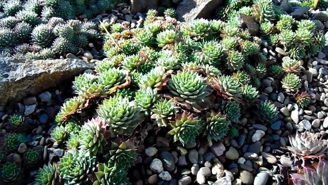 Sempervivum 'Tropical Fruity' смотреть онлайн