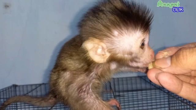 BABY MONKEY HUNGRY EATING BANANA смотреть онлайн