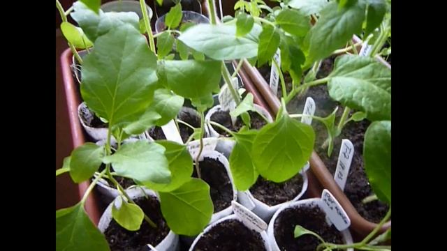 Выращивание Рассады без заморочек! Рассада на окне без подсветки/досвечивания. смотреть онлайн