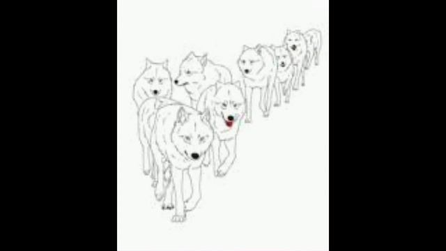 Ищу стаю. смотреть онлайн