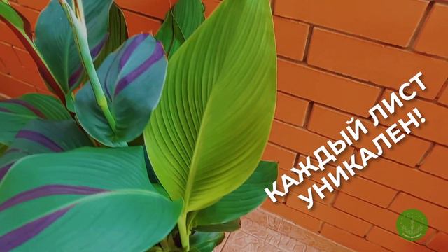 Канна Клеопатра (Cleopatra Canna lily) смотреть онлайн