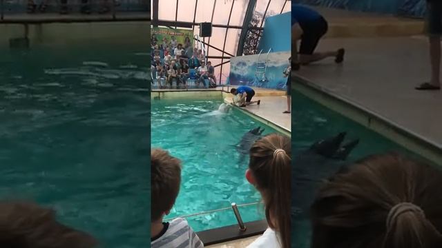 Ростовский дельфинарий,как дельфины поют и танцуют + аукцион))) смотреть онлайн