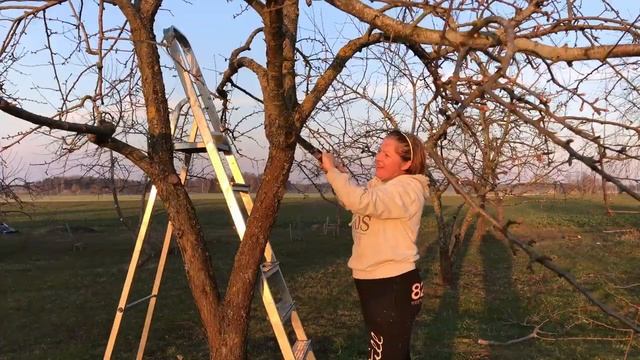 Обрезка груши / Обрезка деревьев с двойной пользой. смотреть онлайн