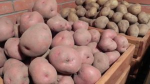 Из-за чего в погребе гниет картофель #почему гниёт картофель в погребе