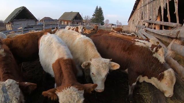 ПОДРОБНЫЙ ОБЗОР МОЛОДЫХ БЫЧКОВ С ЦЕНАМИ И ВЕСОМ смотреть онлайн