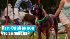 Интересное о породе собак пти-брабансон.