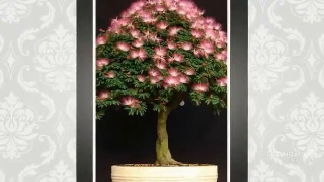 Calliandra - garden plants смотреть онлайн