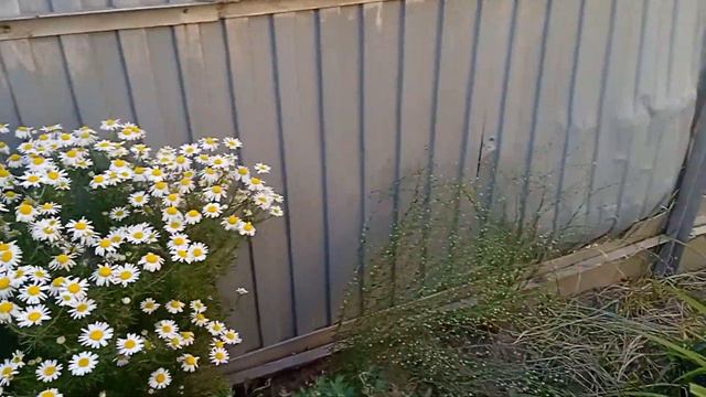 Эта бабочка - сожрет урожай. Посеем Пожуем смотреть онлайн