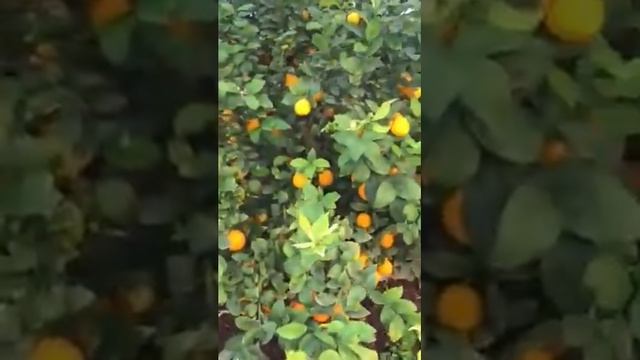 Для любителей теплиц и лимонов как бизнес идея 2у смотреть онлайн