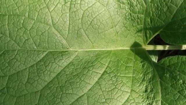 История 6. Как фея Колючка грустила смотреть онлайн