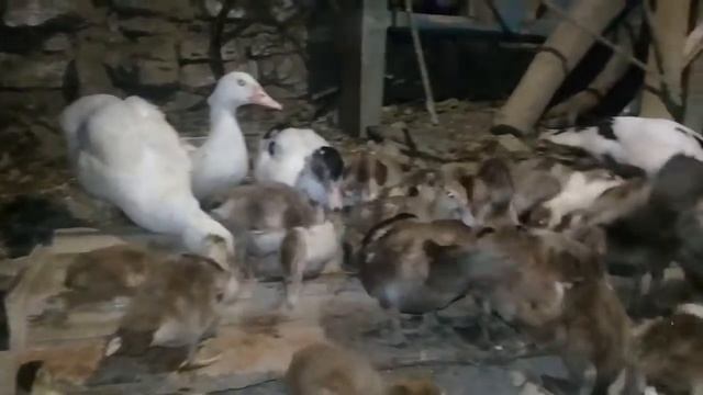 Индоутки красный бык