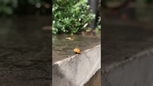 Природа Воронцовского парка