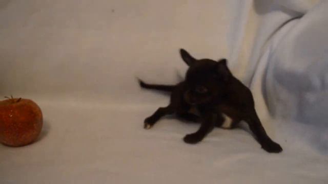 Коричневые девочки чихуахуа.Продаются смотреть онлайн