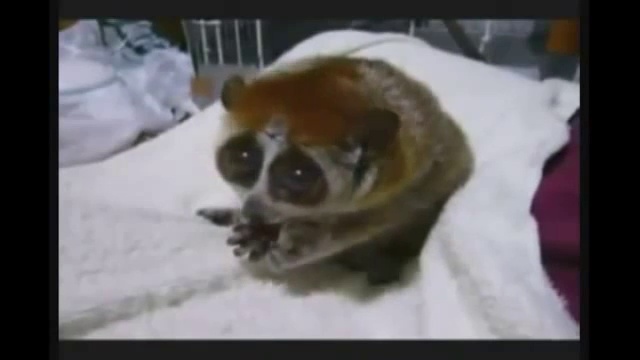 Братья наши меньшие смотреть онлайн