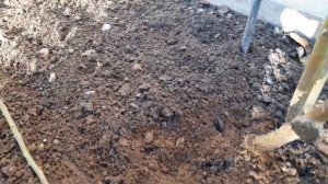 Роза плетистая «Дон Жуан» - продолжаем готовить к зиме ( 2 часть - обрезаем и пригибаем ).