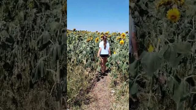Закрыла гештальт 🌻 смотреть онлайн