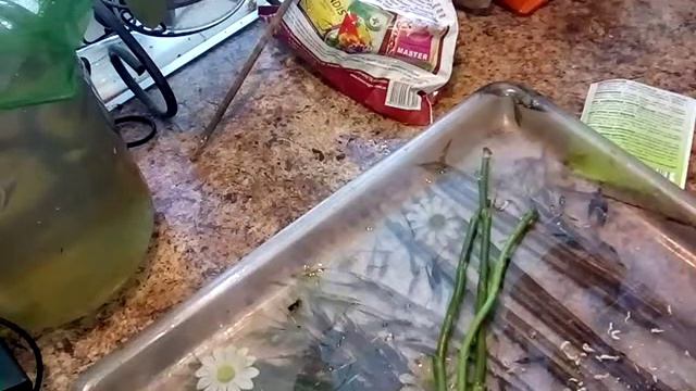 Эксперимент получить детки с обрезанного цветаноса