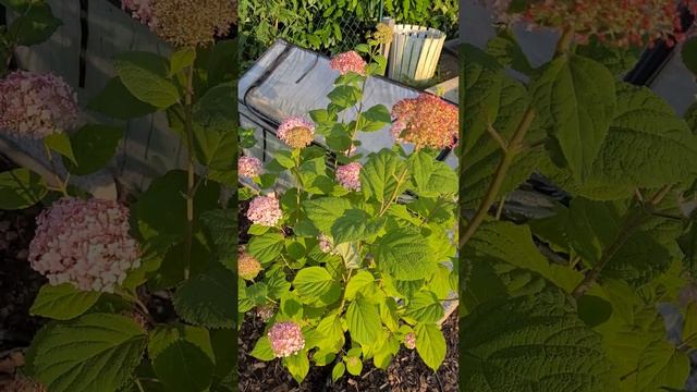 Гортензия древовидная Кандибелле Баблгам ( hortensie candybelle bubblegum ) смотреть онлайн
