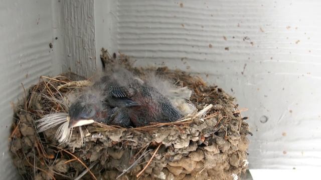 Barn Swallow Babies - Day 5 смотреть онлайн