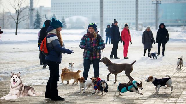 Таня и Дик 4 Собачья тусовка #лабрадор смотреть онлайн