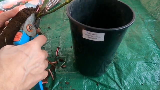 Как выбрать саженец розы ? | Как сохранить саженцы роз до посадки весной | Когда купить саженцы роз смотреть онлайн