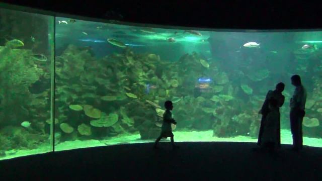 Аквариум Turkuazoo, Стамбул (36) смотреть онлайн