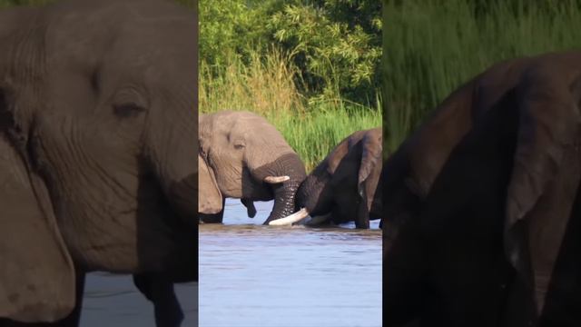 ТОП - 10 Фактов о жизни слонов. смотреть онлайн