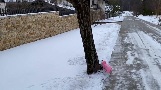 Простые правила дрессировки Йорка. Наши результаты. смотреть онлайн